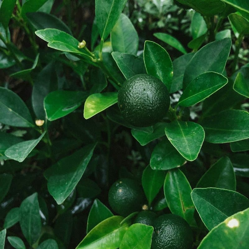 Guayaba Fresa en Maceta