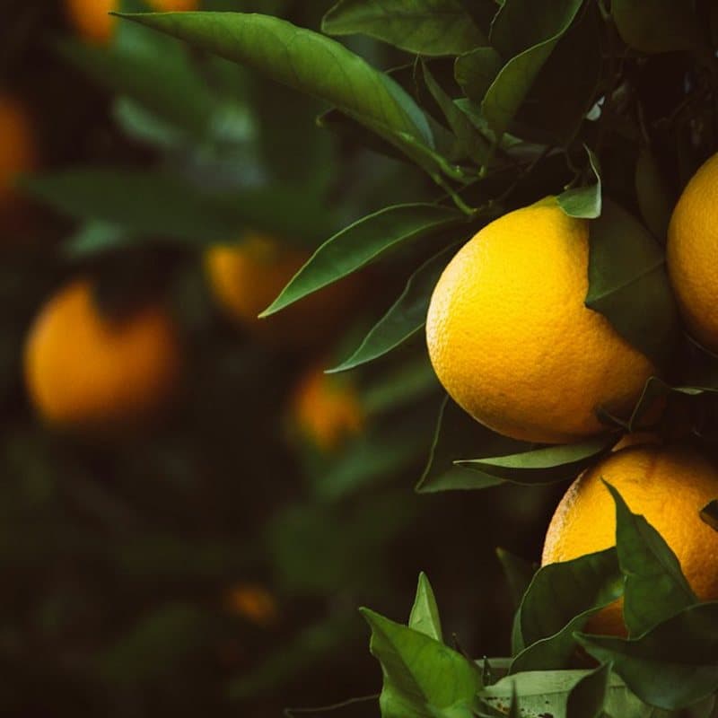 Kumquat Fortunella Enano
