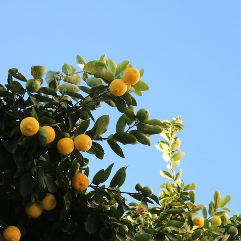 Mandarina Enana de Balcón y Terraza
