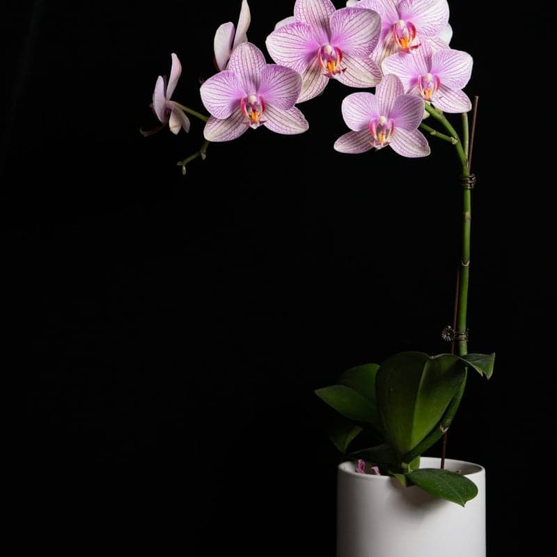 Orquídea Cattleya Imperial