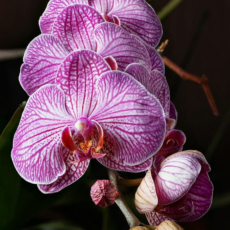 Orquídea Dendrobium Andina