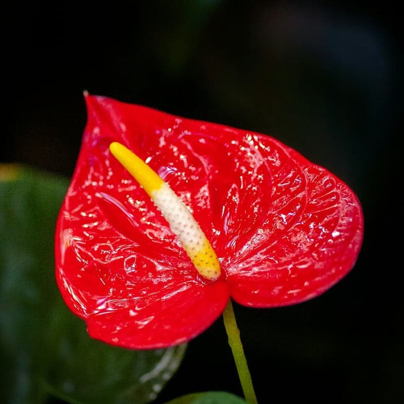 Anturio Rojo Salvaje Botánico