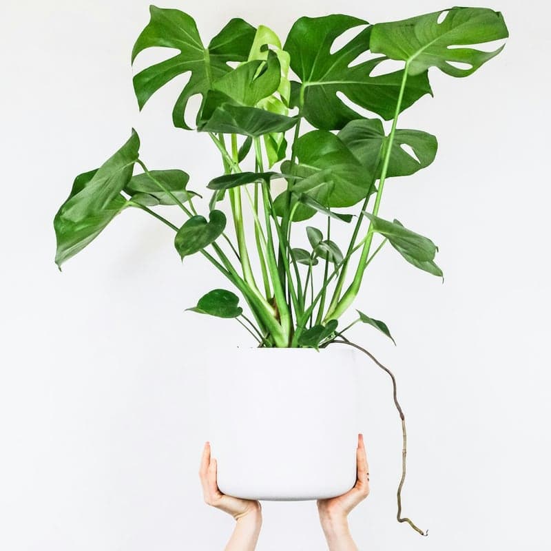 Calathea Medallion Viva