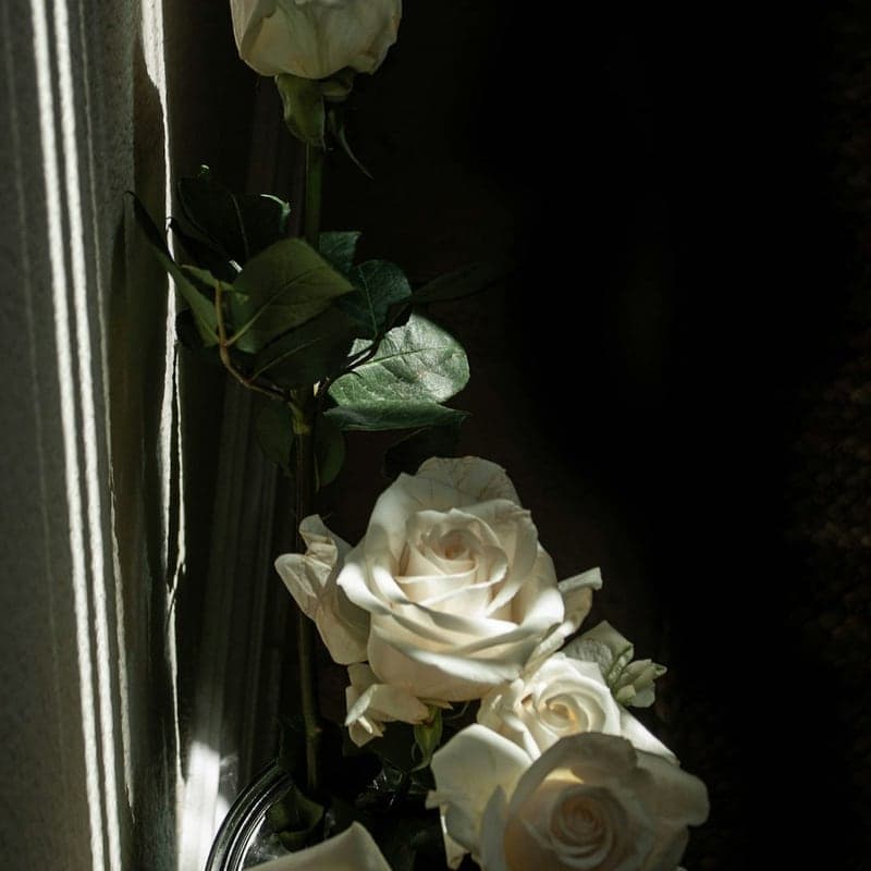 Rosas Mondial Blancas (12 tallos)