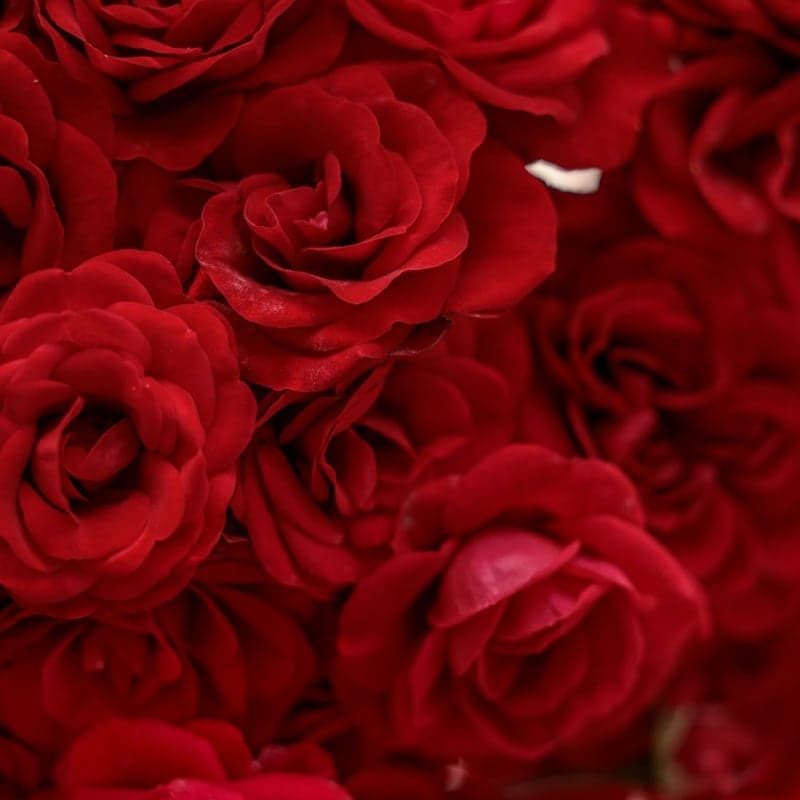 Rosas Freedom de Altura (12 tallos)