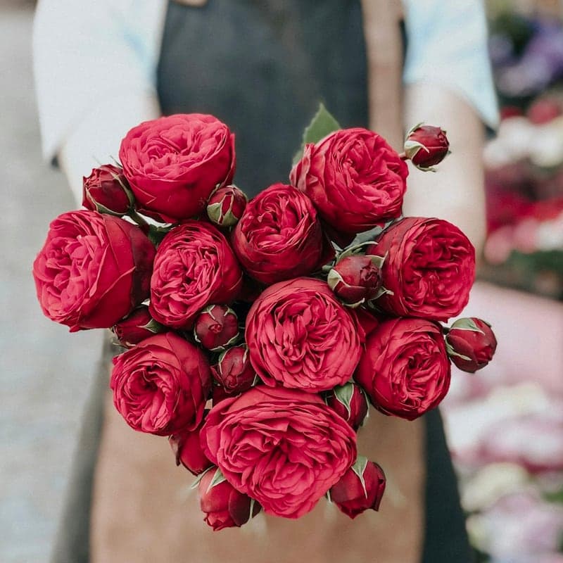 Rosas Selección de Altura (24 tallos)